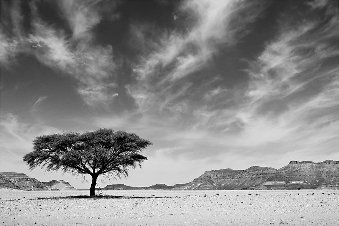 Tree Of Life, Desert Stories Series (Photo Edition), Nik Barte