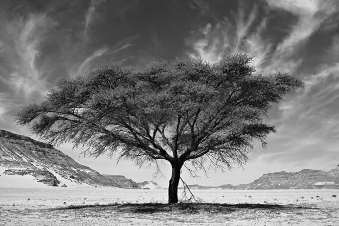 Resilience I, Desert Stories Series, Nik Barte