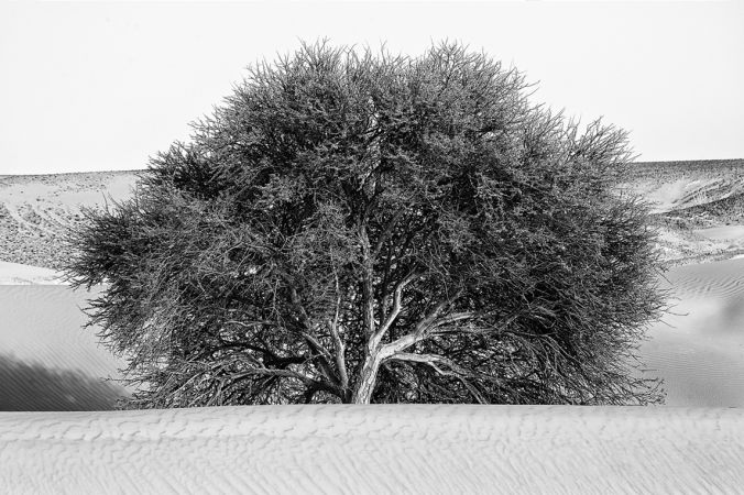 Resilience and Perseverance I, Desert Stories Series, Nik Barte