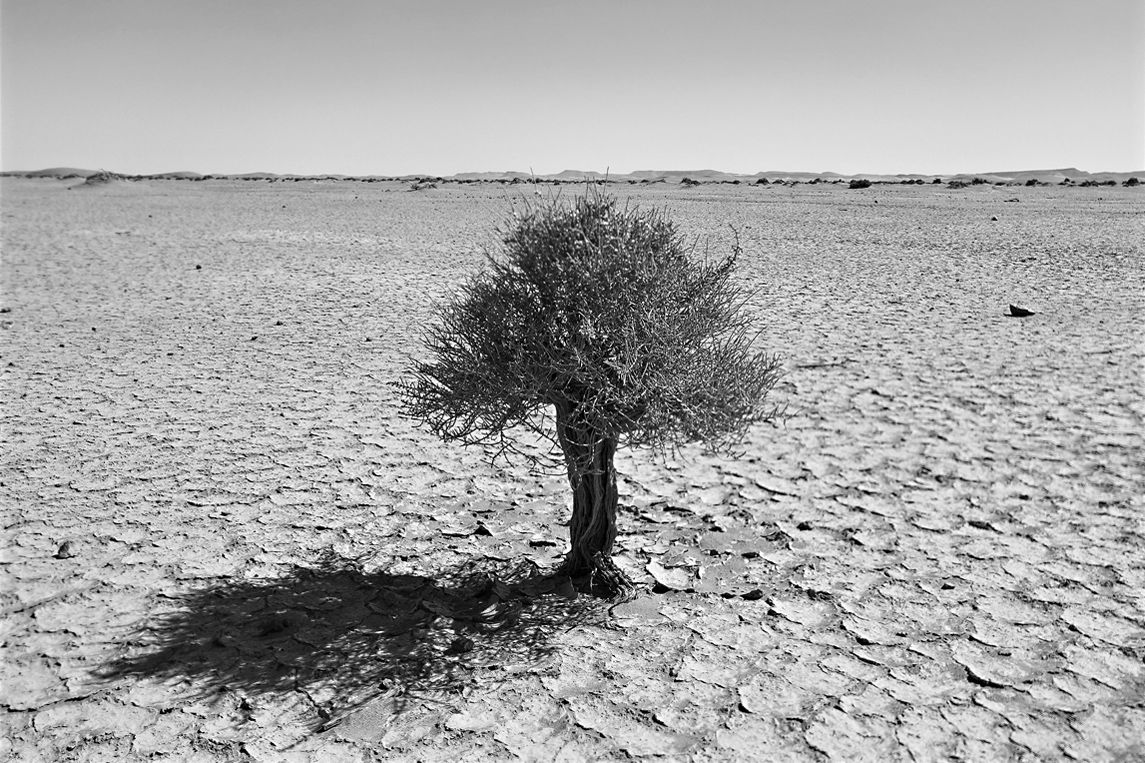 Spirit of Perseverance, Desert Stories Series, Nik Barte