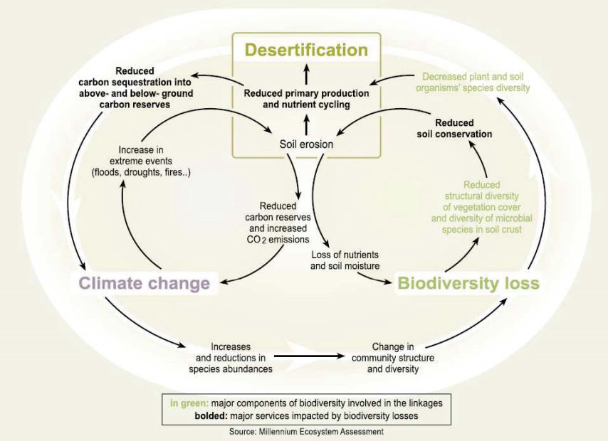 Linkages between Desertification, Global Climate Change, and Biodiversity Loss (from: Millenium Ecosystem Assessment, 2005)